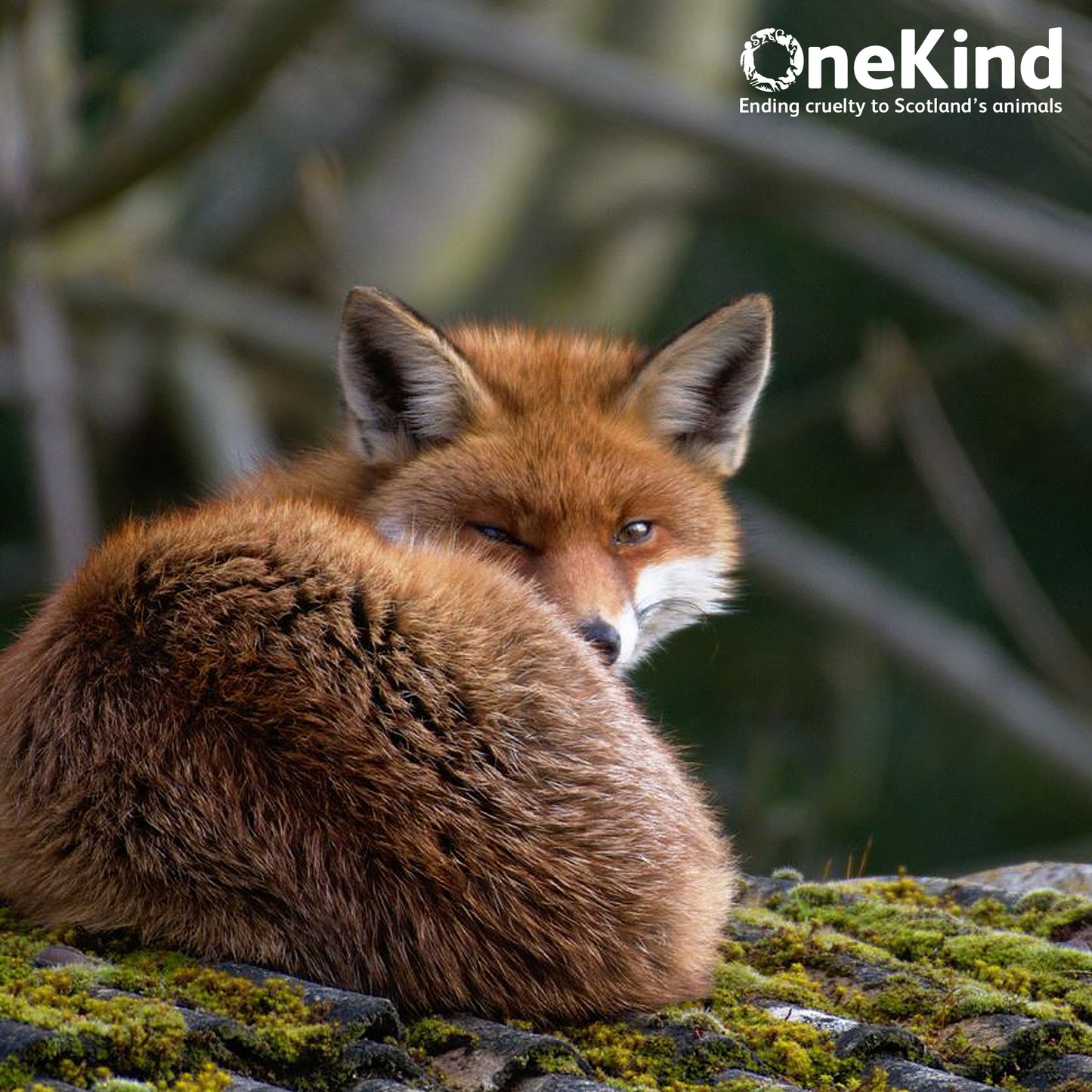 OneKind shop gift card